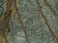 Rainforest Brown