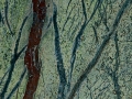 Rainforest Green