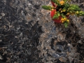 hollinsbrook_ipad