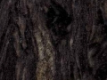 Forest Black